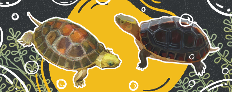 金头闭壳龟和黄缘闭壳龟,黄缘龟有的闭壳有的不闭壳