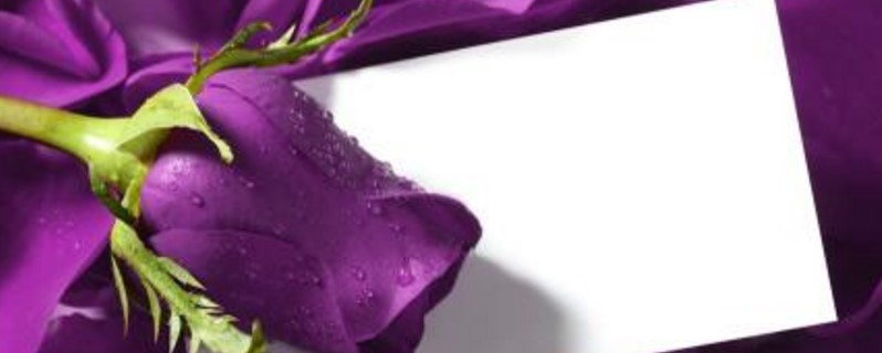 关于玫瑰的花语,19朵紫玫瑰花语是什么意思