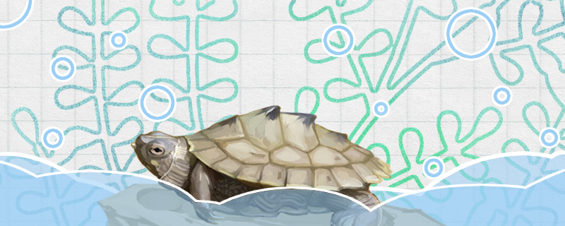密西西比地图龟是深水龟吗(地图龟是深水龟吗?)