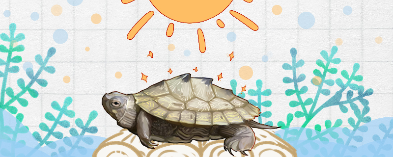 地图龟需要晒太阳吗(地图龟喜欢晒太阳吗)