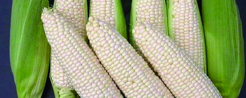 北方玉米可以套种什么,玉米地能套种什么作物