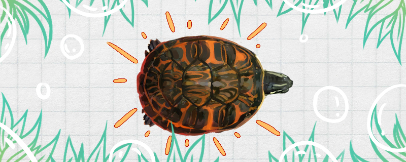 火焰龟成体多大(火焰龟成年图片)