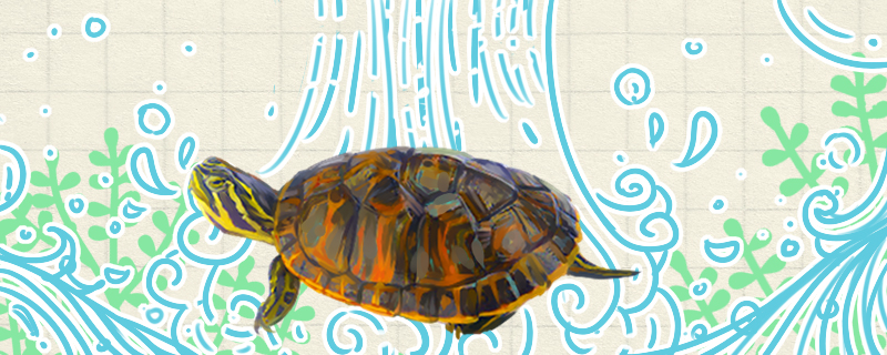 火焰龟是深水龟吗?(火焰龟是深水龟吗贴吧)