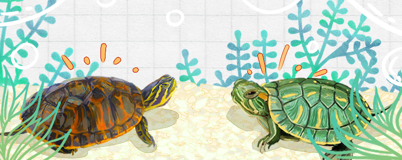 火焰龟是巴西龟吗(火焰龟跟巴西龟有什么区别)