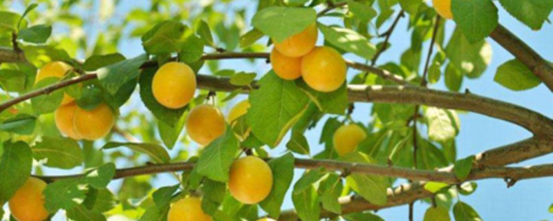 最大最甜的杏是啥品种(又大又甜的杏品种)