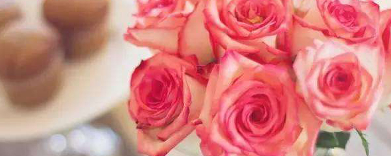 10朵粉色玫瑰代表什么意思(11朵粉色玫瑰代表什么)