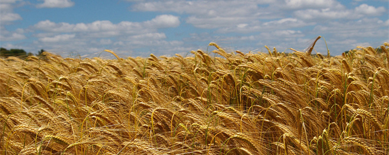 澳大利亚播种小麦是什么季节 澳大利亚小麦播种时间