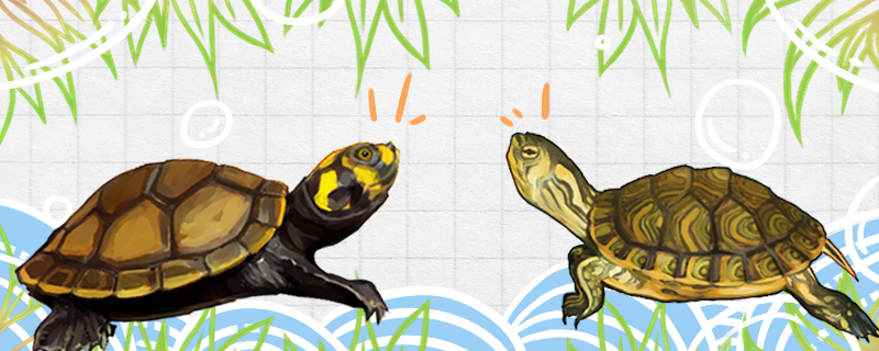 黄头侧颈龟能和什么龟混养(两只黄头侧颈龟能一起养吗)