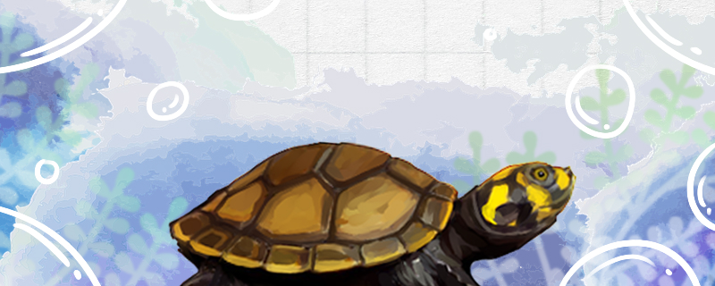 黄头侧颈龟是深水龟吗晒台怎样摆放,黄头侧颈龟是深水龟吗?