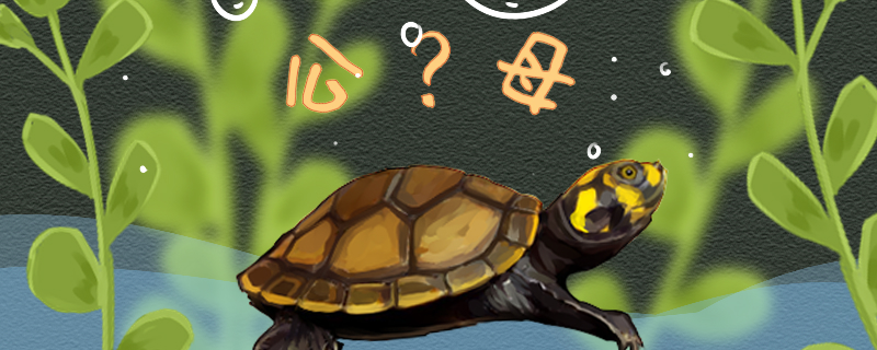 黄头侧颈龟怎么分公母图片(黄头侧颈龟怎么分公母视频)