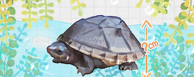 头盔蛋龟是深水龟吗(窄桥蛋龟是深水龟吗)