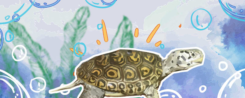 大花钻纹龟和小花钻的区别在哪(小花钻纹龟好养吗)