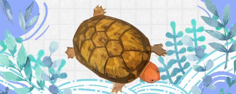 红面蛋龟可以深水养吗?(红面蛋龟能深水吗)