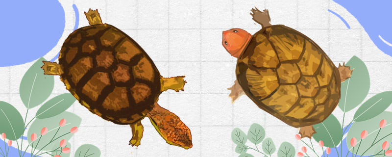 斑纹龟和红面龟的区别(红面泥龟和红面蛋龟区别)