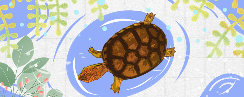 斑纹泥龟可以深水吗(斑点龟可以深水养吗)