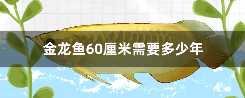 红龙鱼长到60厘米需要几年(金龙鱼几年能长到50)