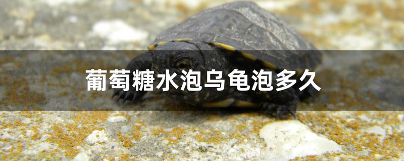 乌龟泡葡萄糖水多长时间(给乌龟泡葡萄糖泡多久)