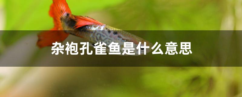 杂袍孔雀鱼是什么意思啊(什么叫杂袍孔雀鱼)