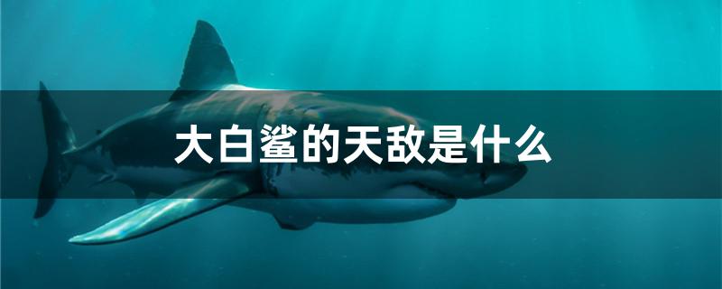 大白鲨的天敌是什么动物?(大白鲨的天敌是什么)