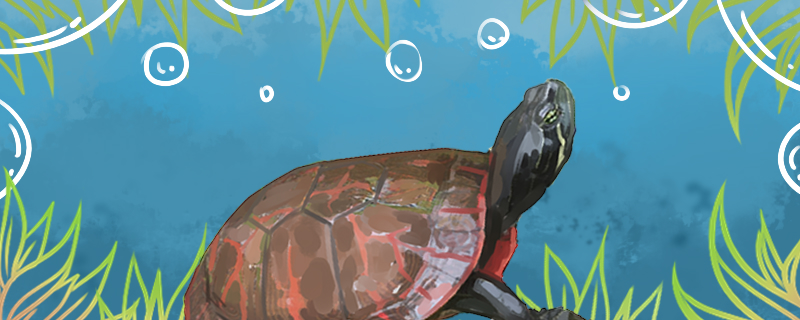 阿拉巴马龟可以深水吗(巴西龟是深水龟)
