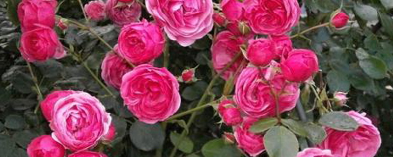 微型玫瑰花的养殖方法,微型玫瑰的养殖方法和注意事项