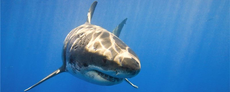 鲨鱼有多少牙齿图片(鲨鱼有多少牙齿)