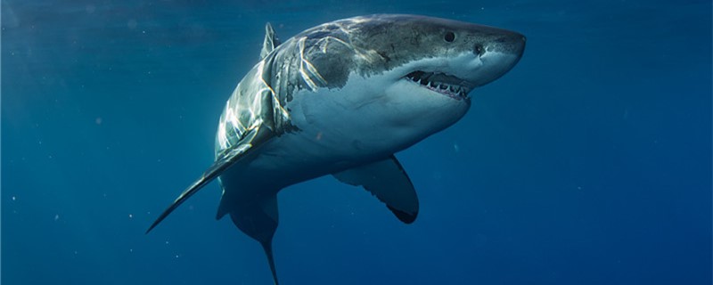大白鲨鱼,大白鲨吃什么食物