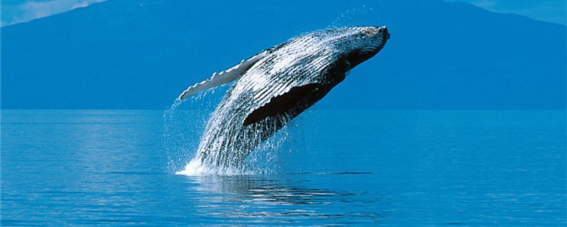 为什么座头鲸喜欢殴打虎鲸,座头鲸打得过虎鲸吗