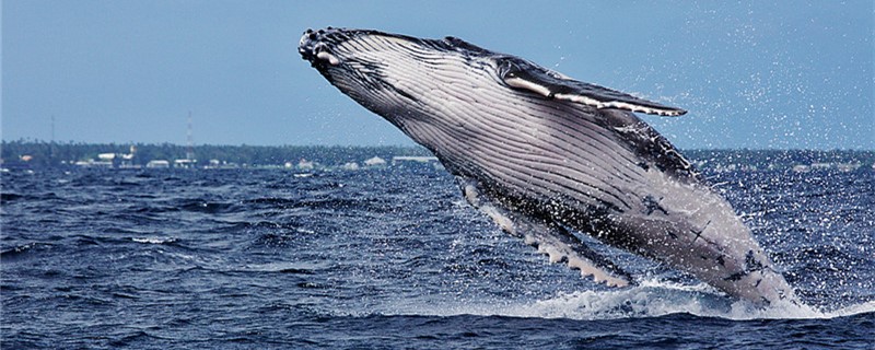 座头鲸身上的疙瘩是啥密集恐惧症(座头鲸身上的疙瘩是什么)