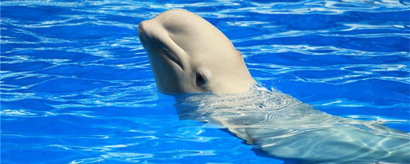 鲸鱼和海豚的区别(海豚和白鲸的区别图片)