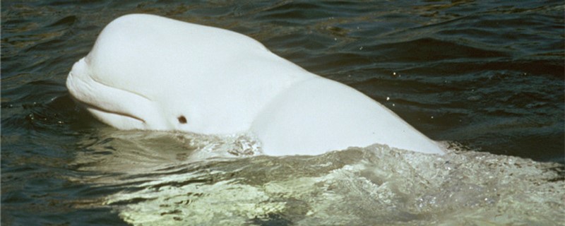 白鲸为什么对人那么好,白鲸为什么对人类友好