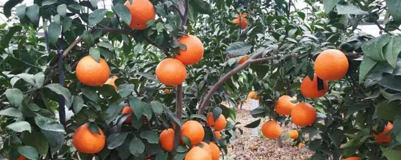 红美人柑橘几年能挂果(红美人柑橘种下去多久可以结果)