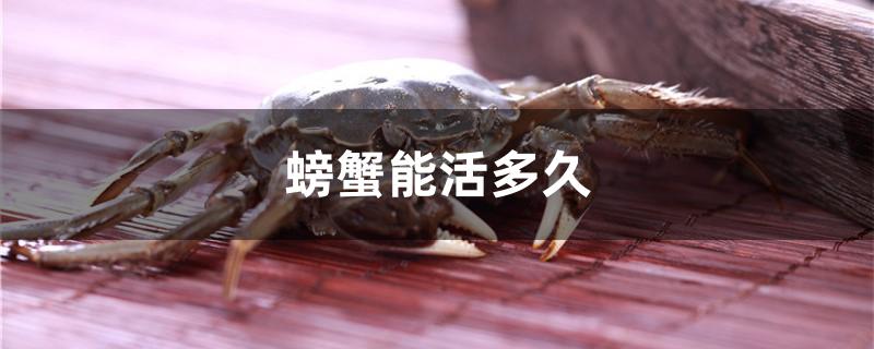 螃蟹怎样保存能多活几天(螃蟹怎么养才能活)