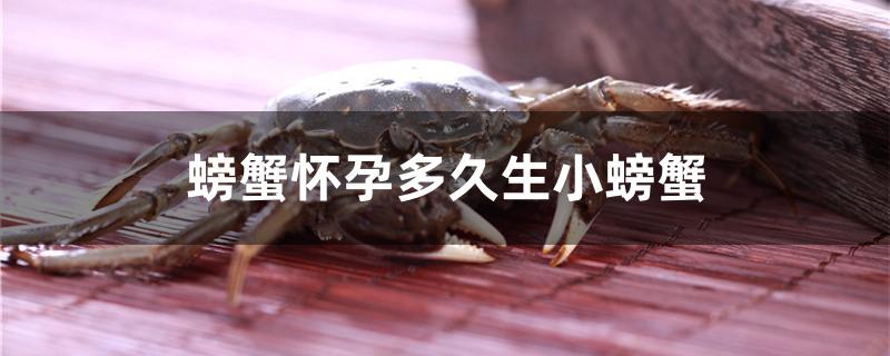 螃蟹产卵多久出小螃蟹(螃蟹什么时候生宝宝)