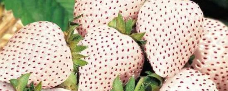 白色草莓叫什么名字(日本白色草莓叫什么)