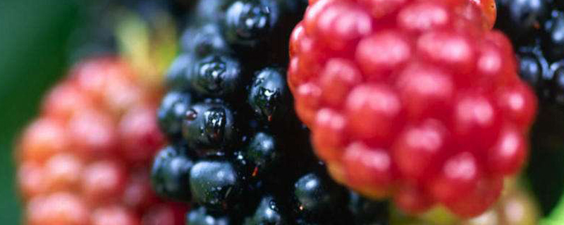 莓果是什么水果(莓果有哪些)