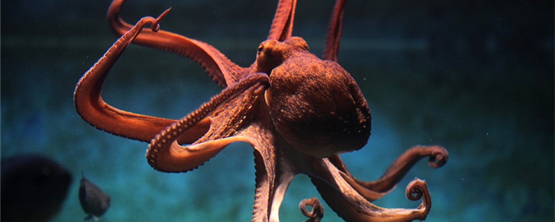 章鱼有几个大脑几个心脏(章鱼有几个大脑?)