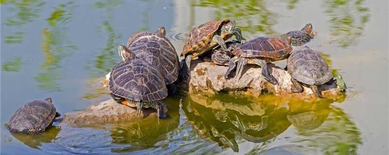 巴西红耳龟能长多大多少年,巴西红耳龟能长多大图片
