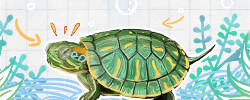 巴西红耳龟是水龟还是陆龟?,巴西红耳龟是深水龟吗