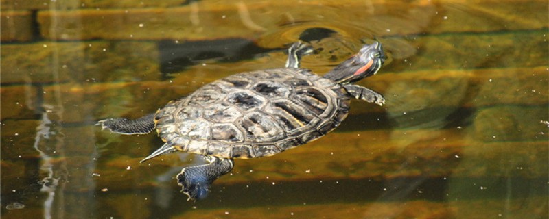怎么知道巴西乌龟怀孕了,巴西红耳龟怎么分雌雄