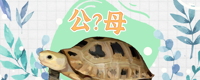 缅甸陆龟怎么分辨公母图大全(缅甸陆龟公的好养还是母的好养)
