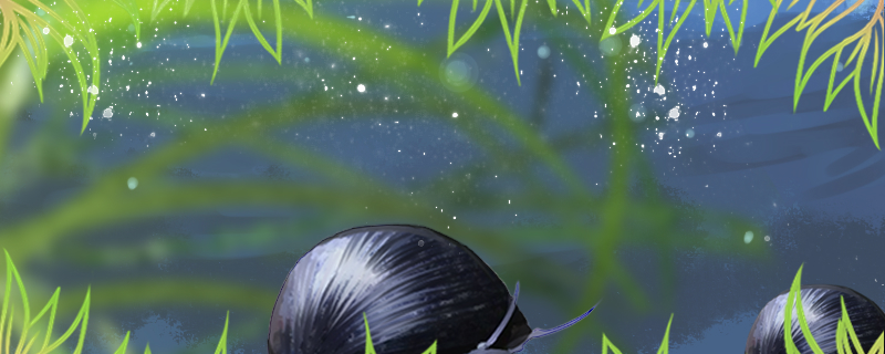 黑金刚螺吃水草吗,黄金螺吃水草吗