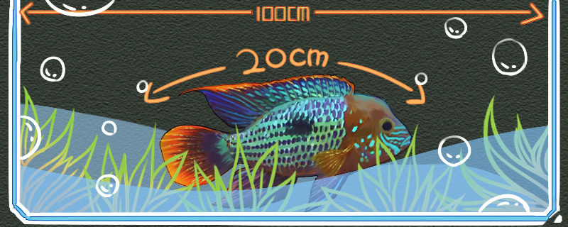 红尾皇冠鱼最大能长多大,红尾皇冠鱼多久能长到20公分