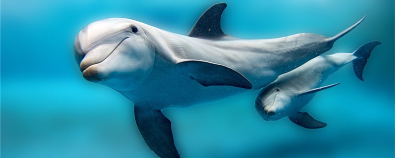 海豚与白鲸的区别(白鲸是海豚还是鲸鱼?)