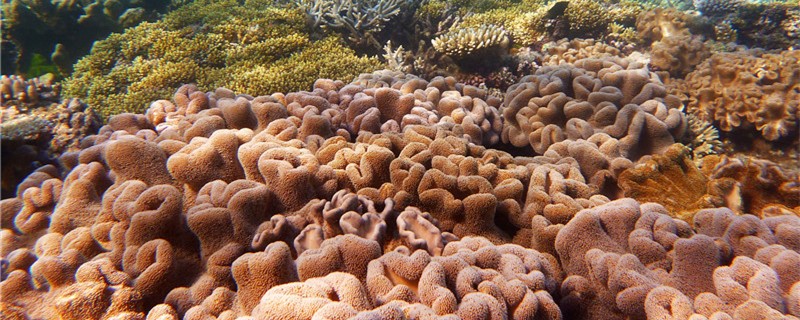 珊瑚和珊瑚虫一样吗(珊瑚和珊瑚虫有什么区别)