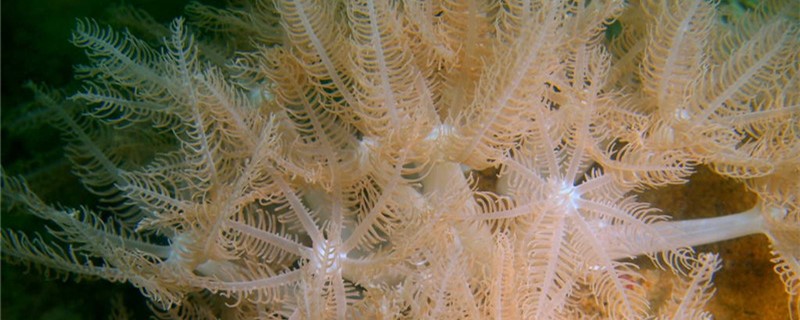 珊瑚是生物吗为什么(珊瑚虫是生物吗)