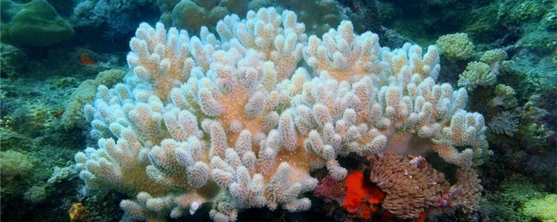 珊瑚用什么清洗(珊瑚脏了怎么才能洗干净?)