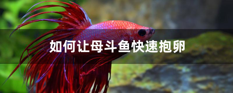 中国斗鱼母鱼抱卵方法,如何催母斗鱼抱卵