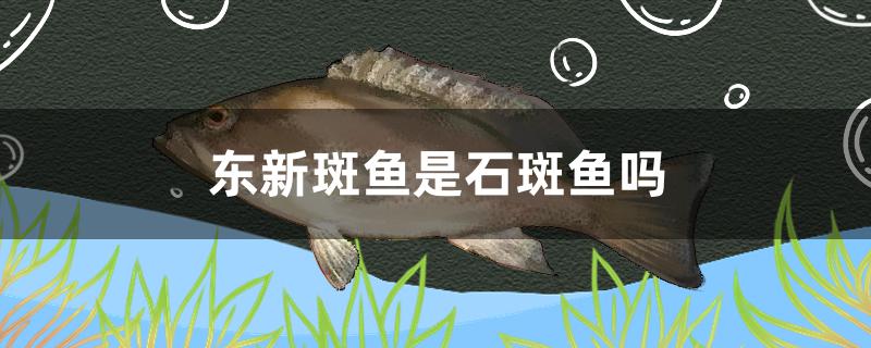 东新斑鱼是石斑鱼吗(东星斑是石斑鱼吗)