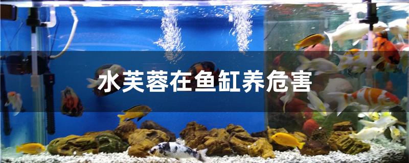 鱼缸里养水芙蓉的利弊,水芙蓉对鱼缸中的鱼有害吗